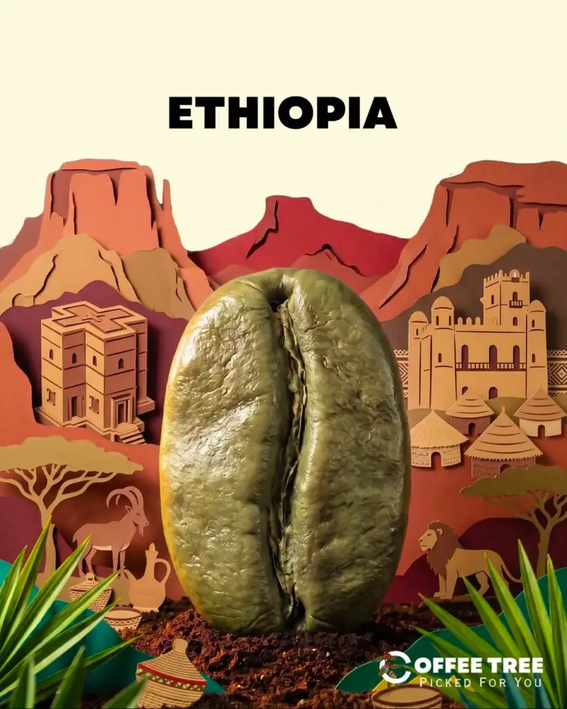 Ethiopia-Hambela g2 (60KG)