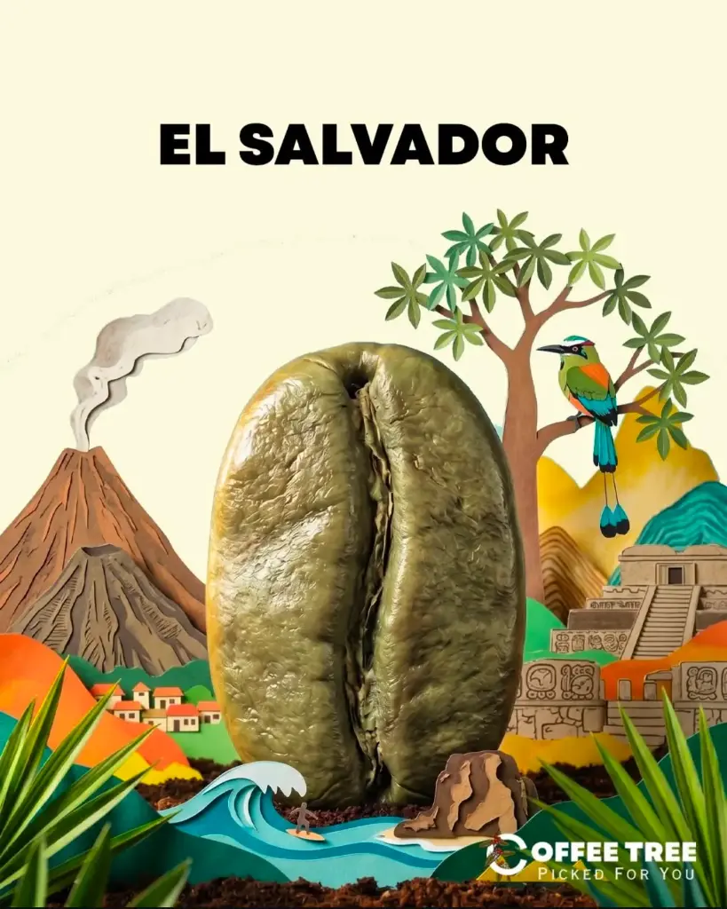 Salvador - Finca Nazareth Bourbon Natural ((69kg