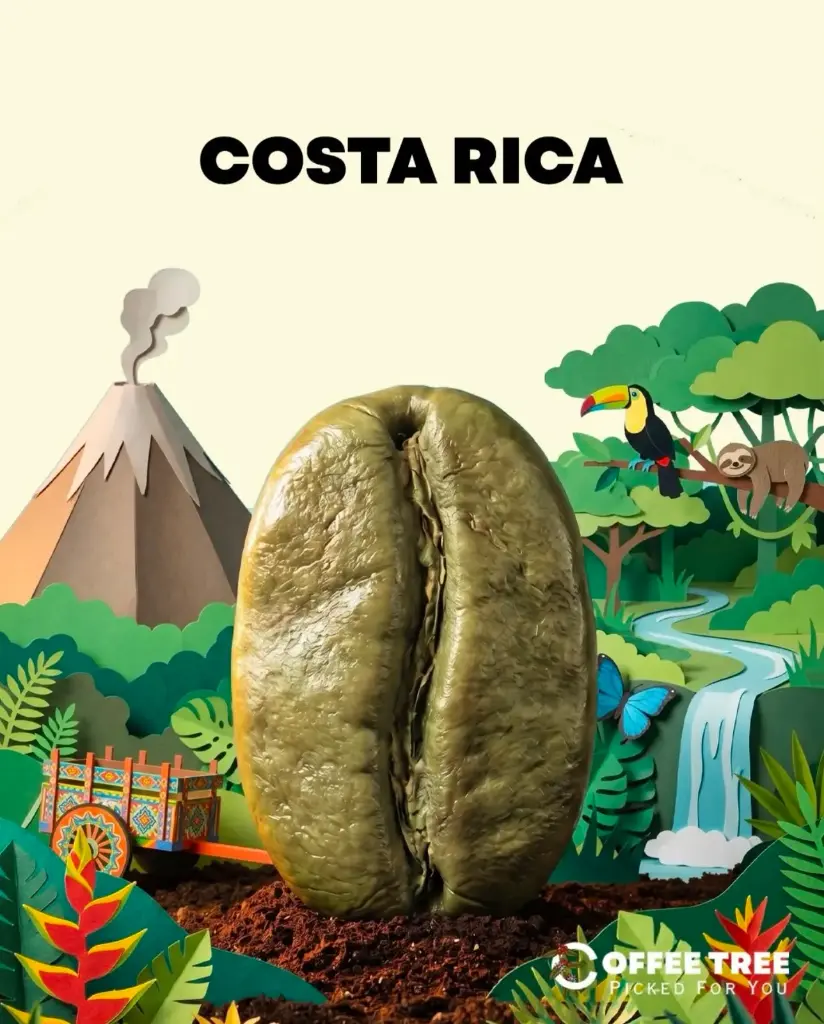 69KG)COSTARICA - LA PITINA Villa Sarchi) NATURAL